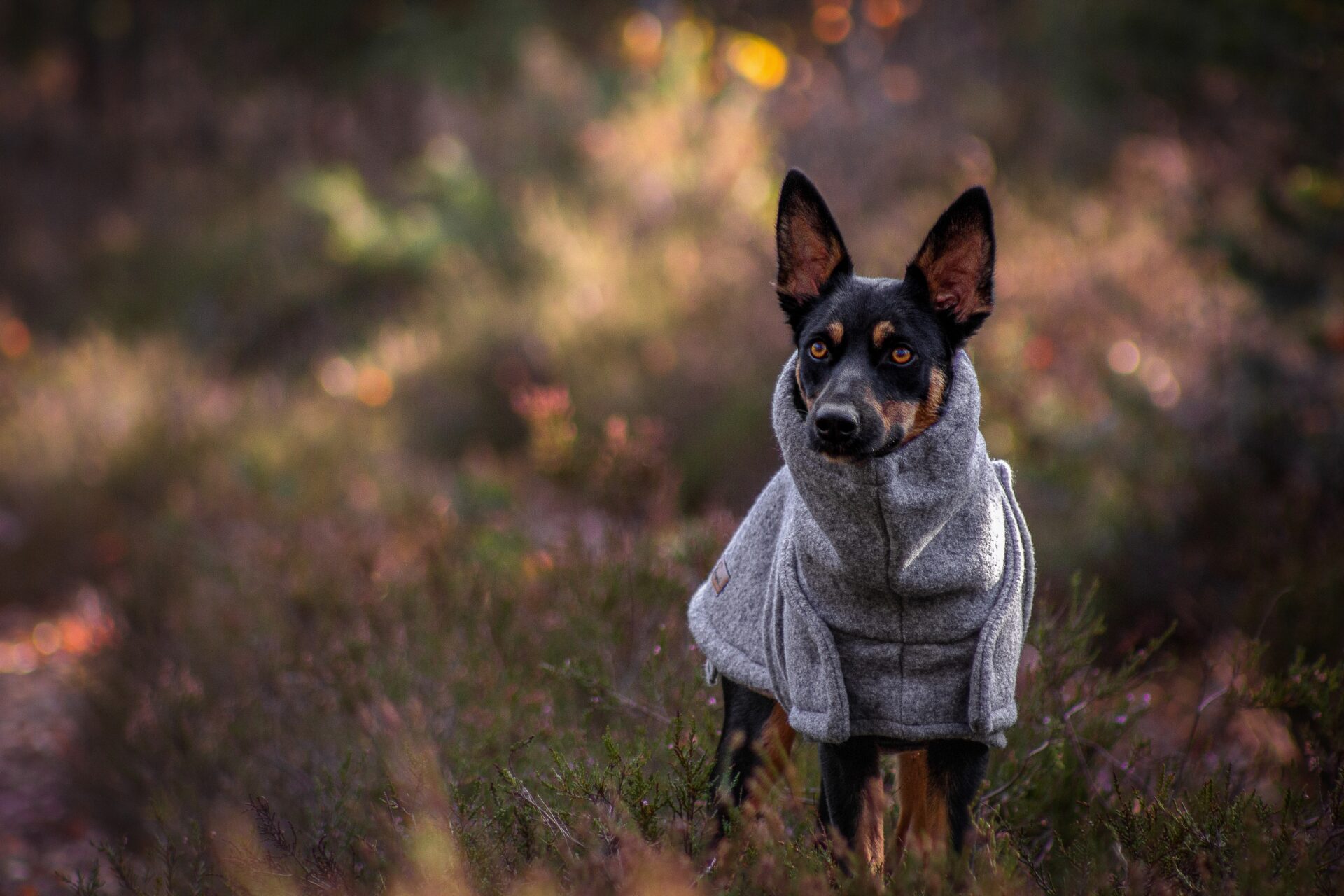 Loden - Gluexxpilz Hundebekleidung